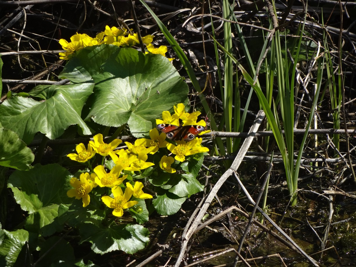 DSC01813.JPG