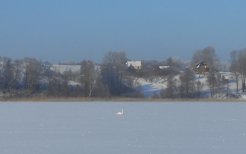 sventa swan.jpg