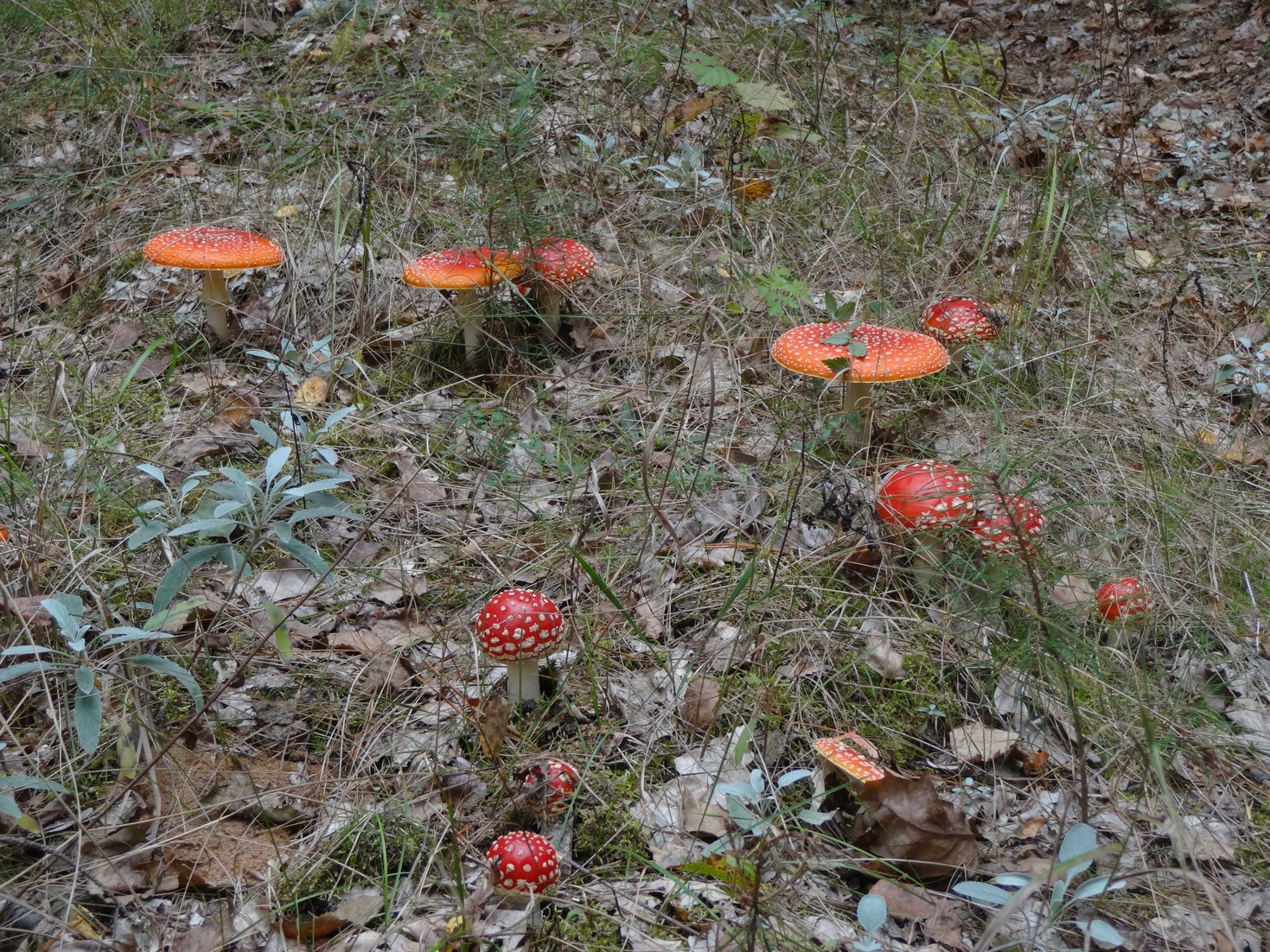 DSC03707.JPG