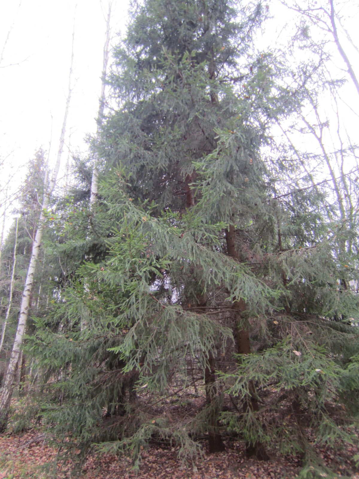 2016_10_15 12-07-18 IMG_0332.JPG