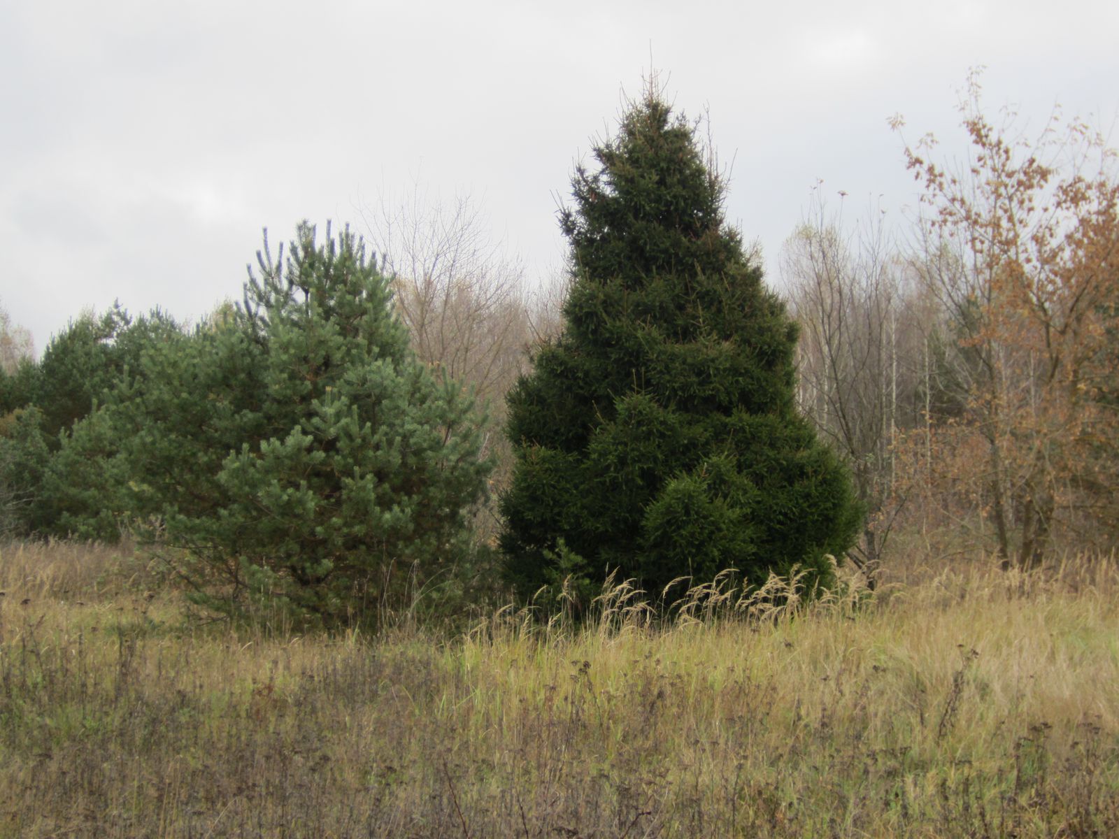 2016_10_15 12-30-44 IMG_0335.JPG