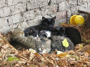 PIC коты.JPG