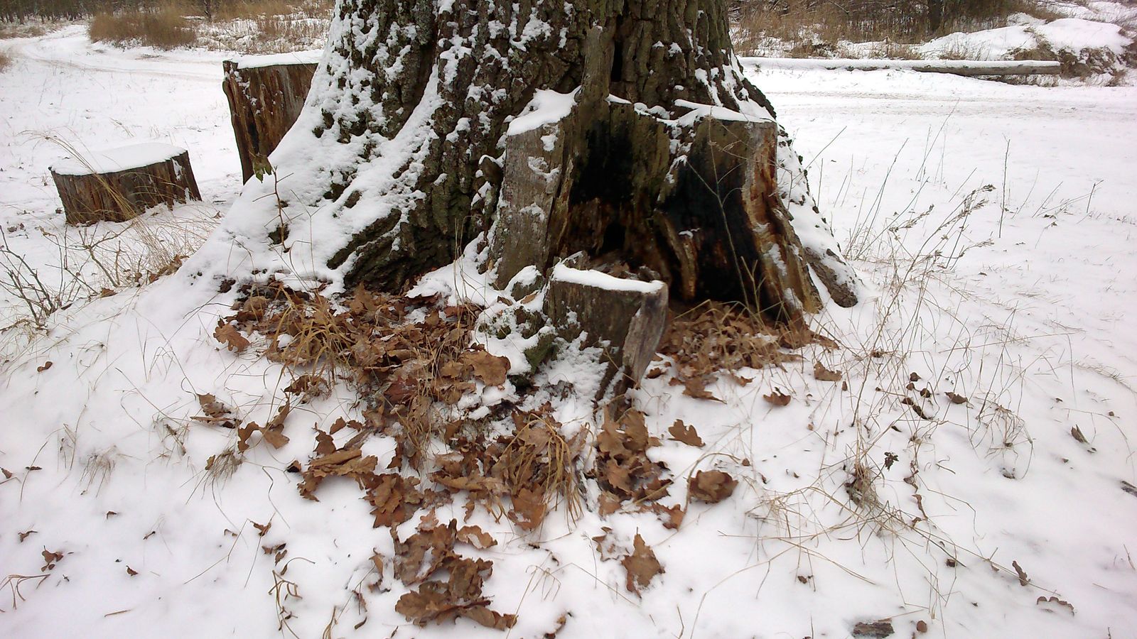 DSC_0004.JPG