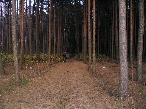 в чащу