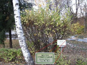 IMG_1947_03.jpg