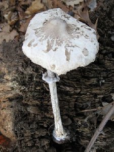 IMG_2083.JPG
