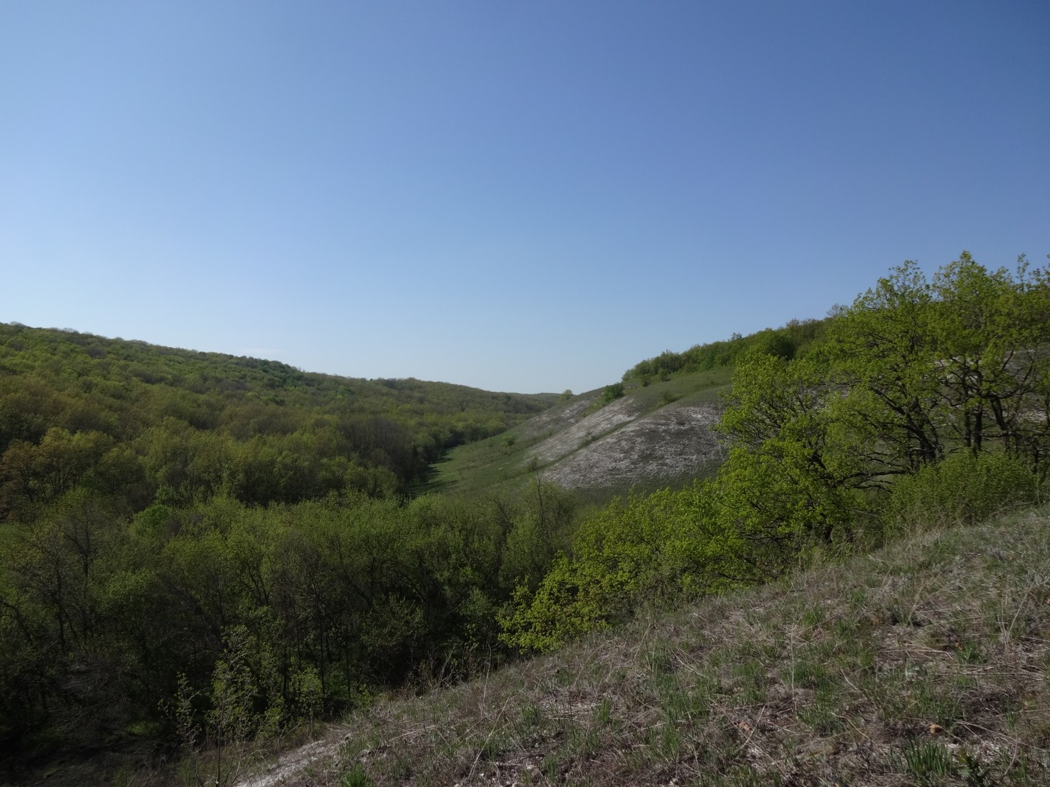 Балка и лес Кальник
