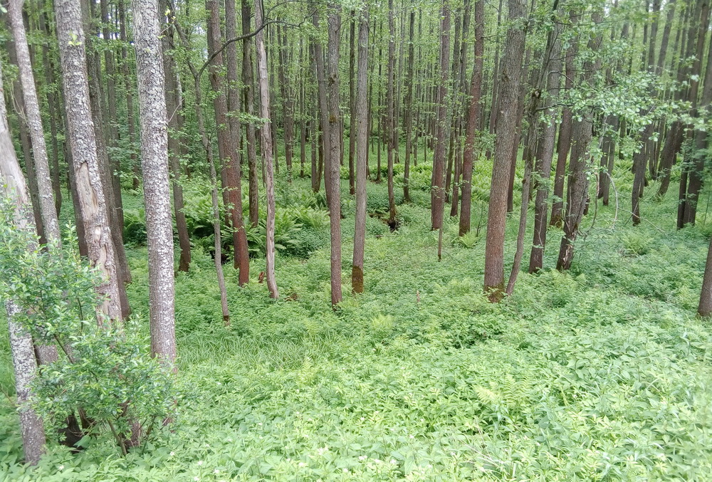 33weeds.jpg