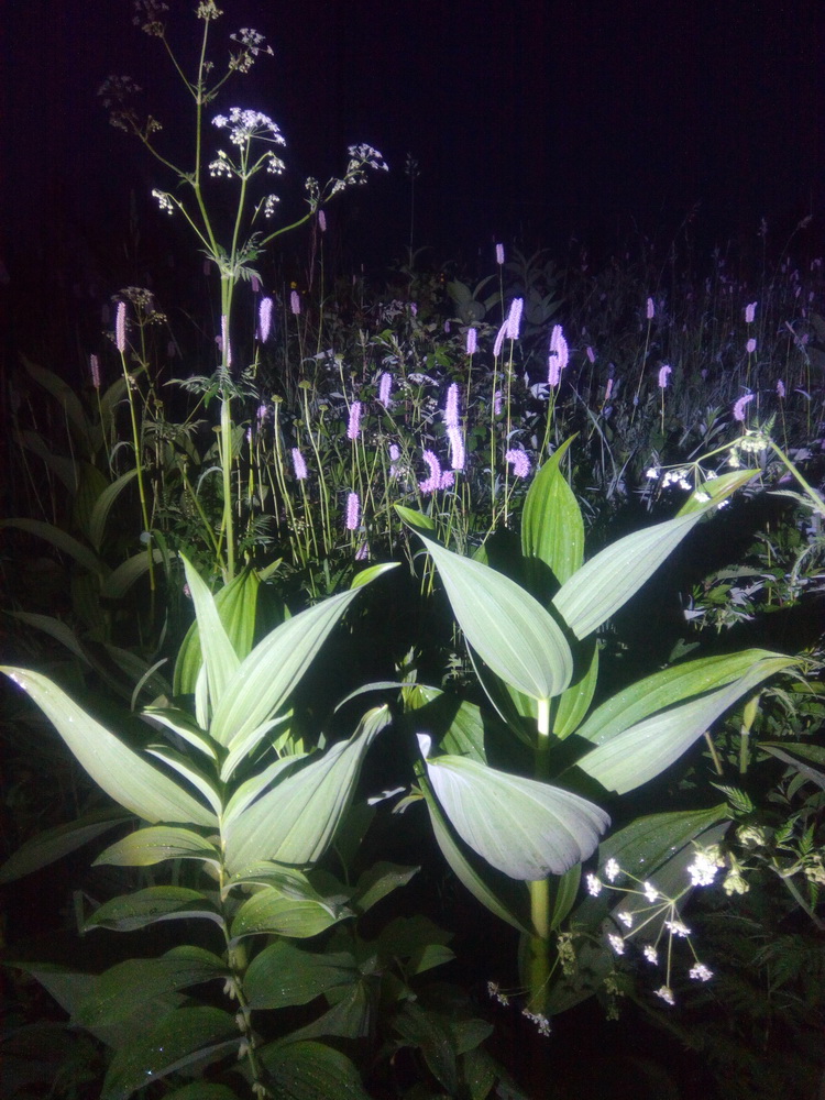 45flowers.jpg