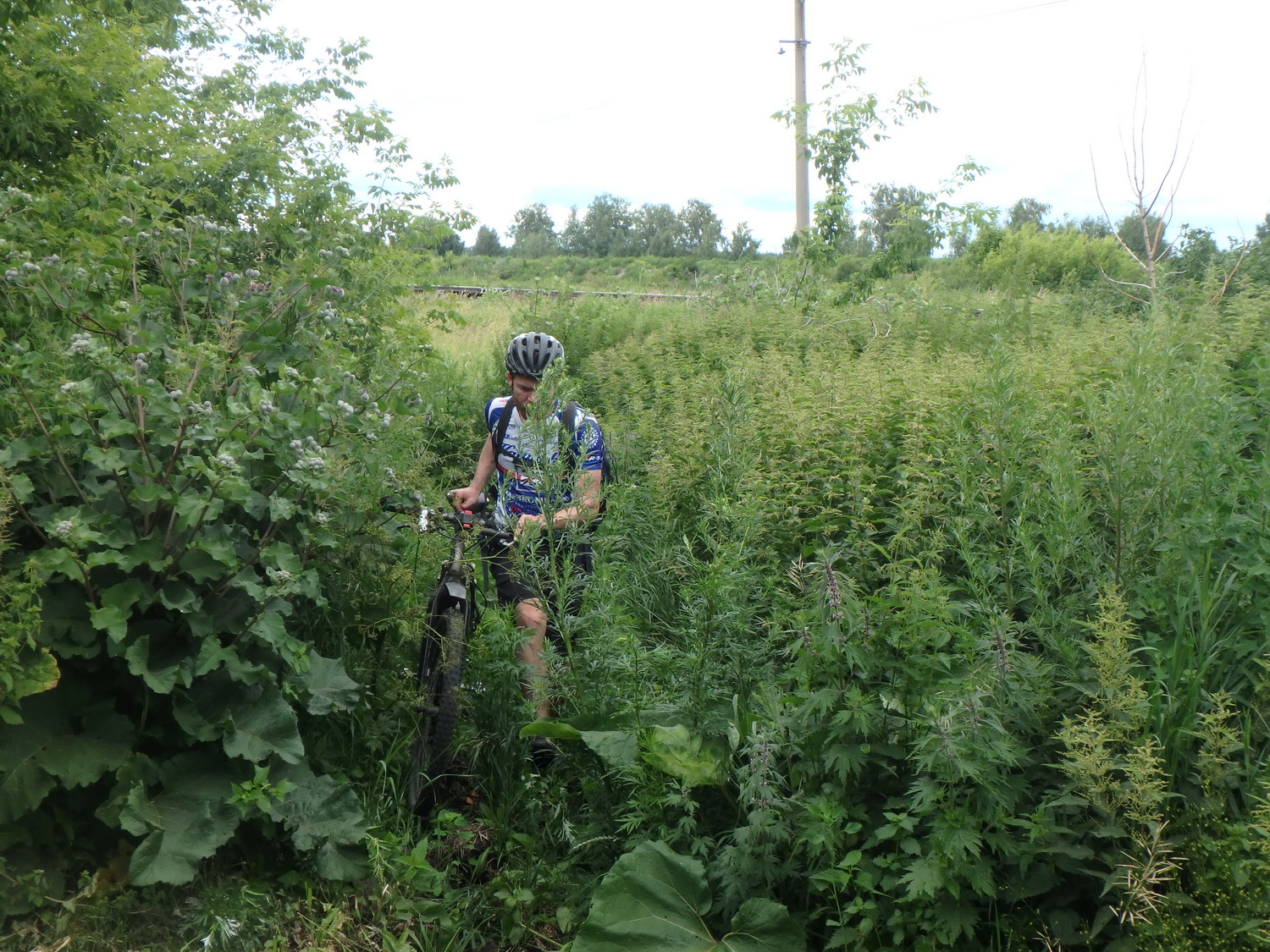 44weeds.jpg