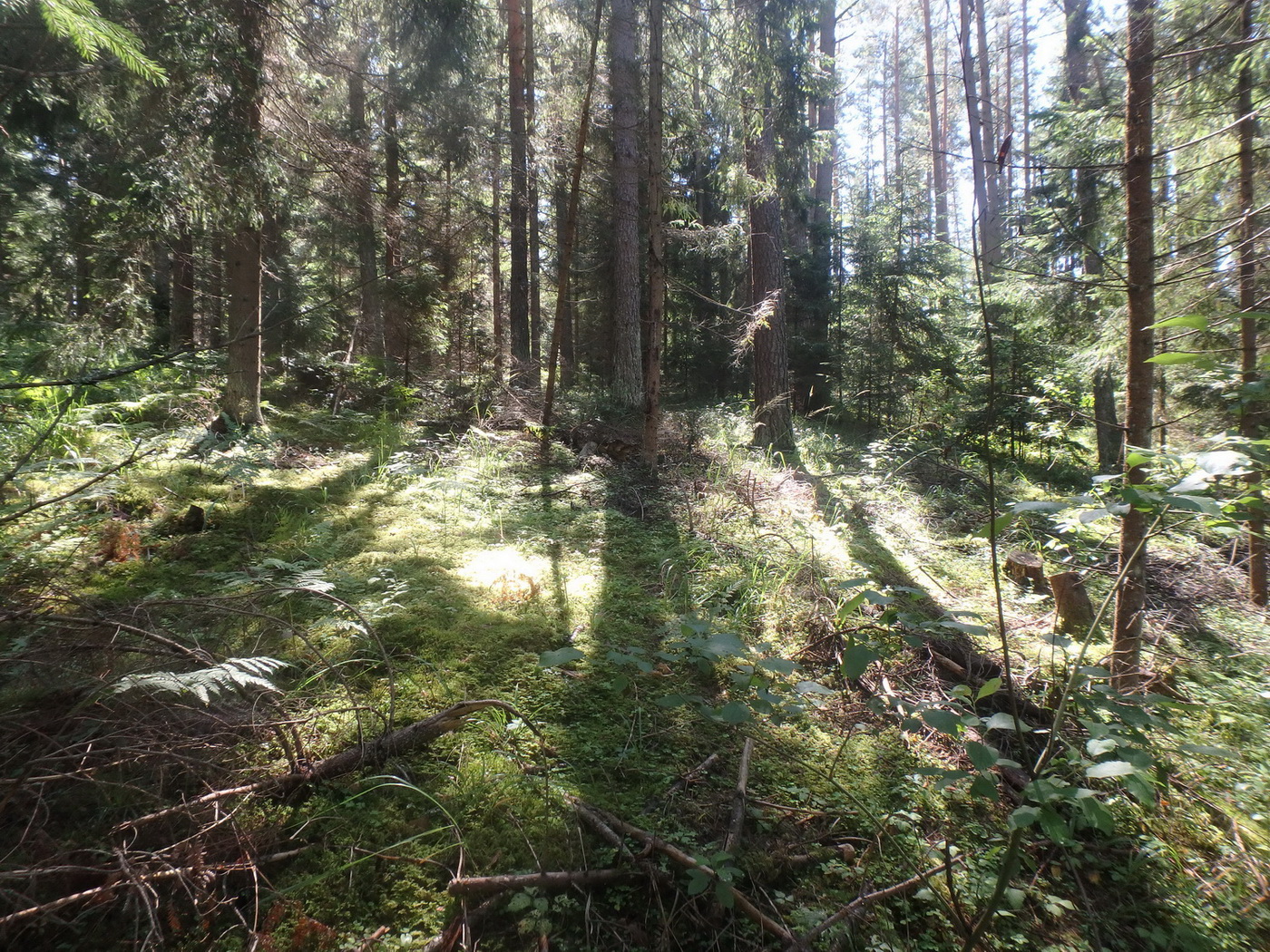 12forest3.jpg