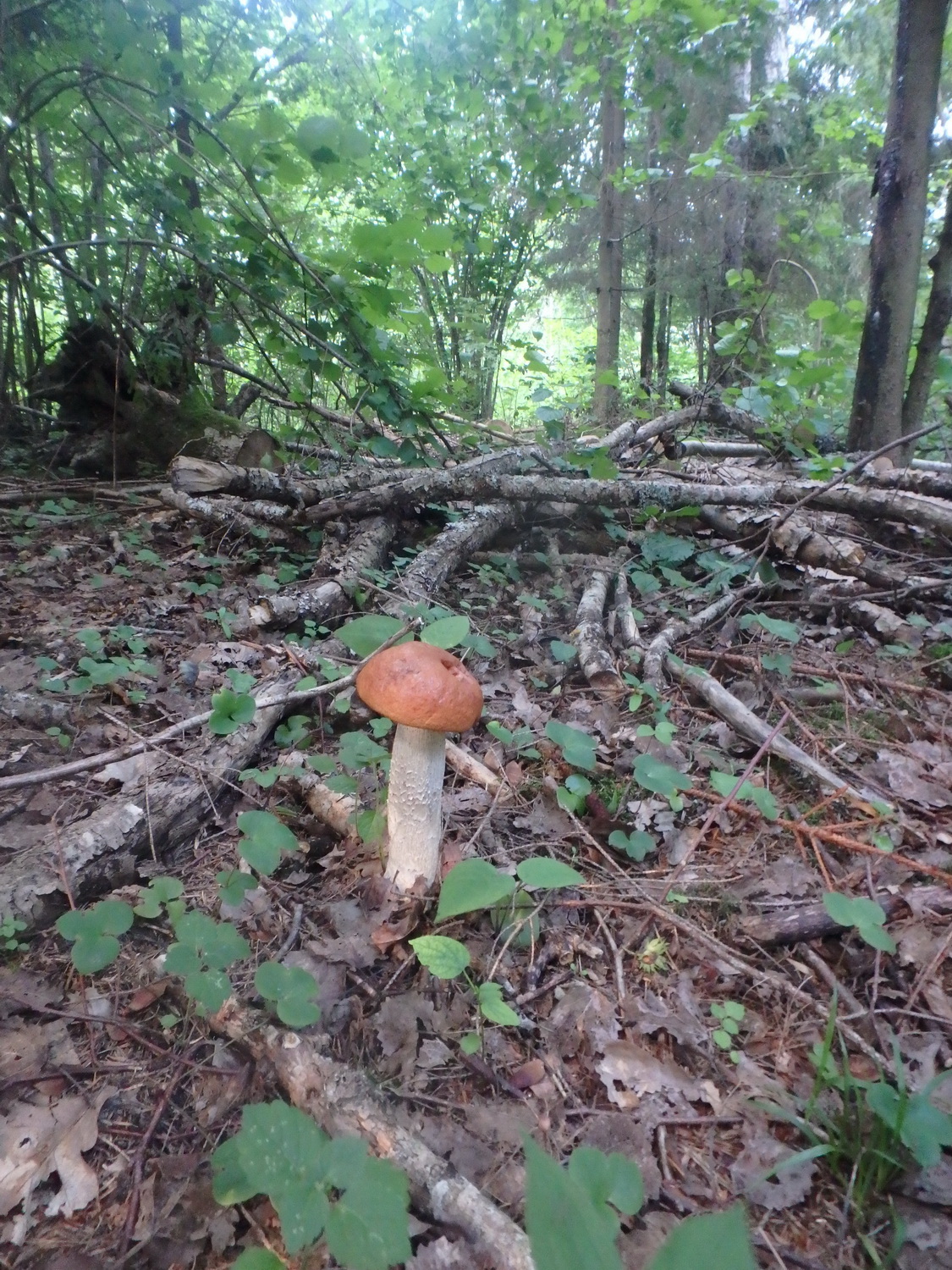 15mushroom.jpg