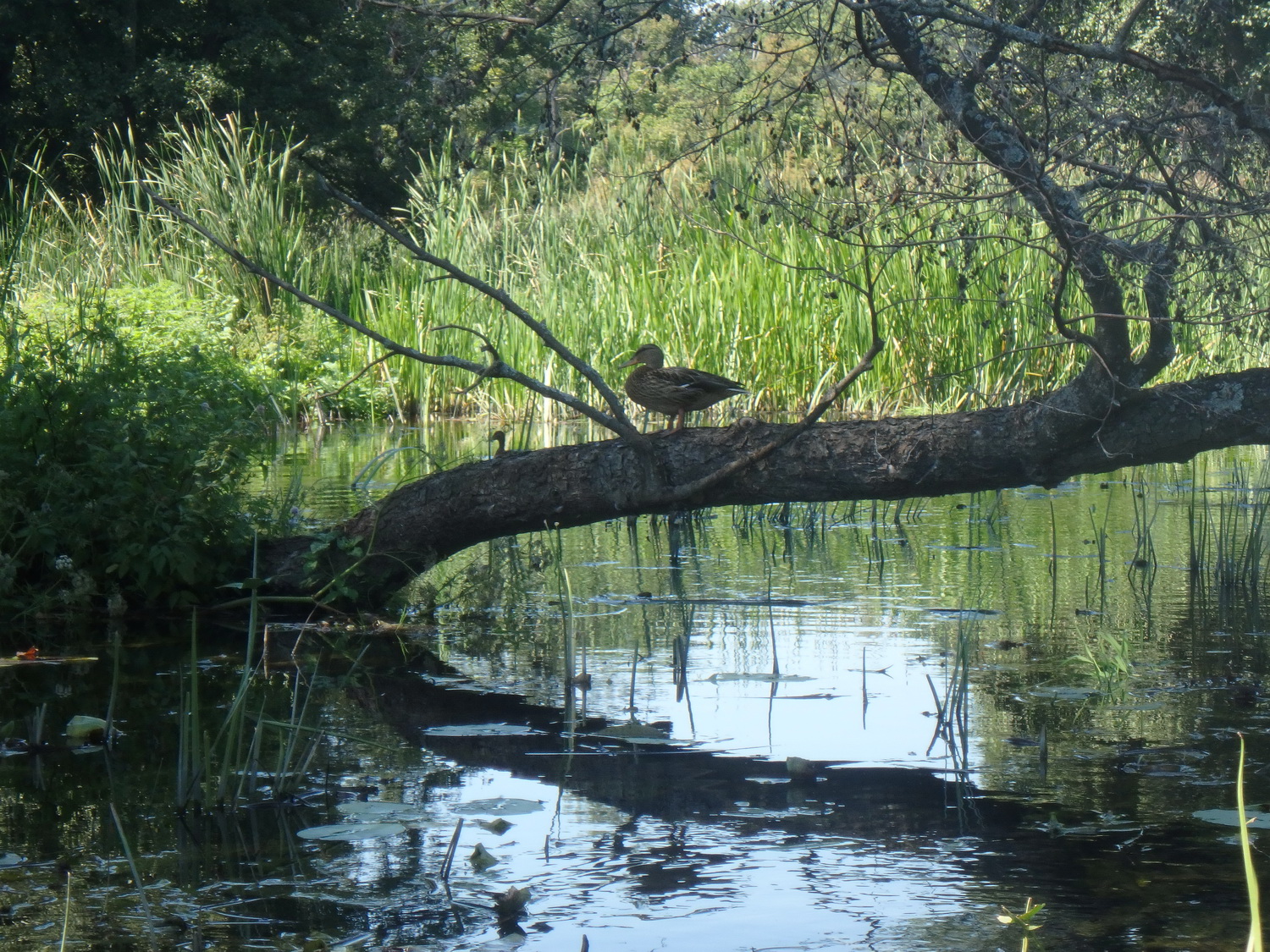 9duck.jpg
