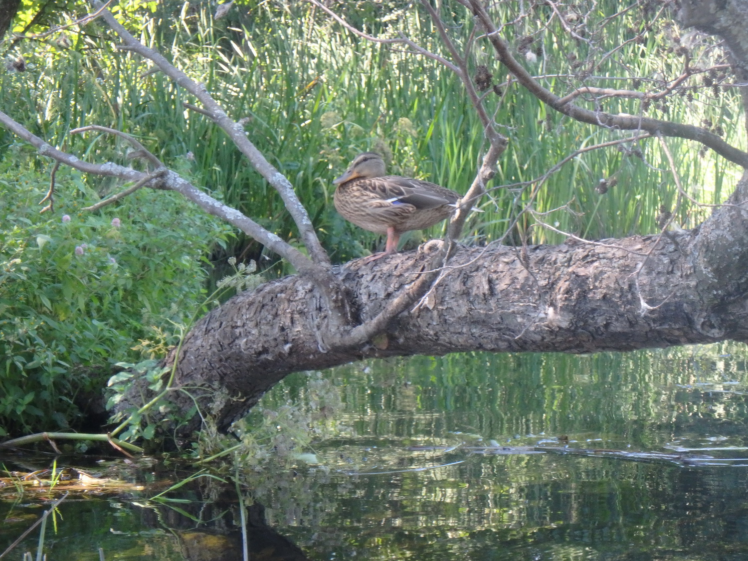 10duck.jpg