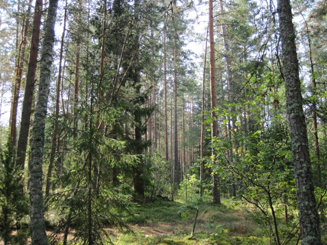 1 (593).JPG