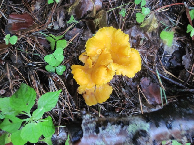 1 (1095).JPG