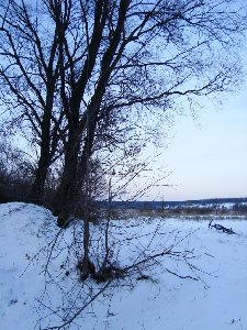 место 2: дерево под ёлочку