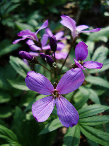 DSC02423.jpg