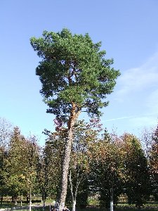 DSCF0023.JPG