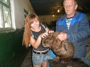 Санёк дал денег какому-то дяде и он разрешил нам потискать бобра! он мякушка и похож на шапку..