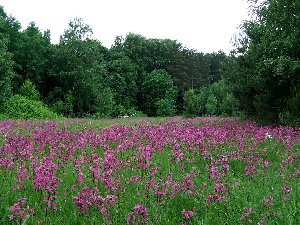 DSCF7005 копия.jpg