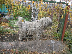 Чудо в перьях, дреды зачотные :)